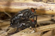 Mating Flies Stock Images