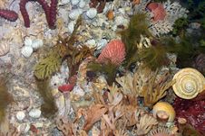 Free Underwater Habitat Stock Images - 545564