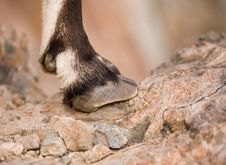 Hoof Stock Photo Hoof Stock Photo