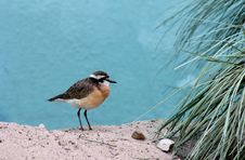Plover Royalty Free Stock Photos Plover Royalty Free Stock Photos