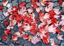 Red Autumn Leaves Stock Photos Red Autumn Leaves Stock Photos