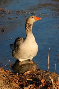 Goose Royalty Free Stock Photography