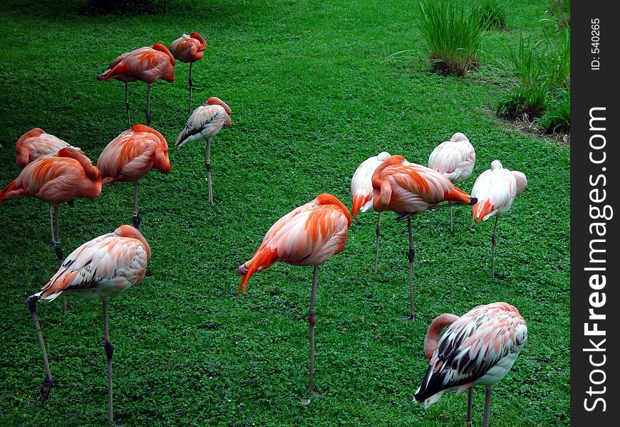 A bunch of pink flamingos at rest at a zoo