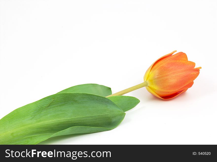 Tulip on white ground