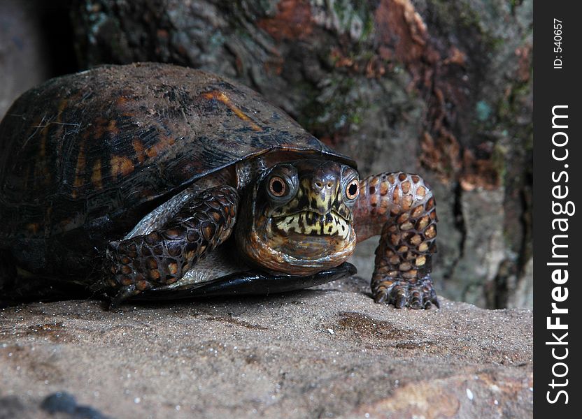 Box turtle walking towards the camera. Box turtle walking towards the camera