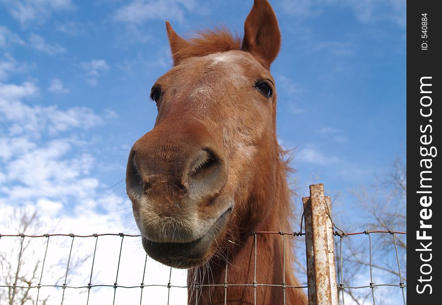 An orange horse looking at the camera
