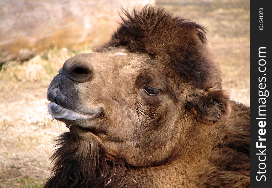 Camel in zoo