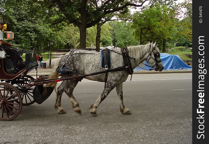 A horse driving paying customers around Central Park. A horse driving paying customers around Central Park