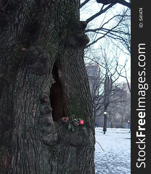 Roses on a tree in Central Park. Roses on a tree in Central Park