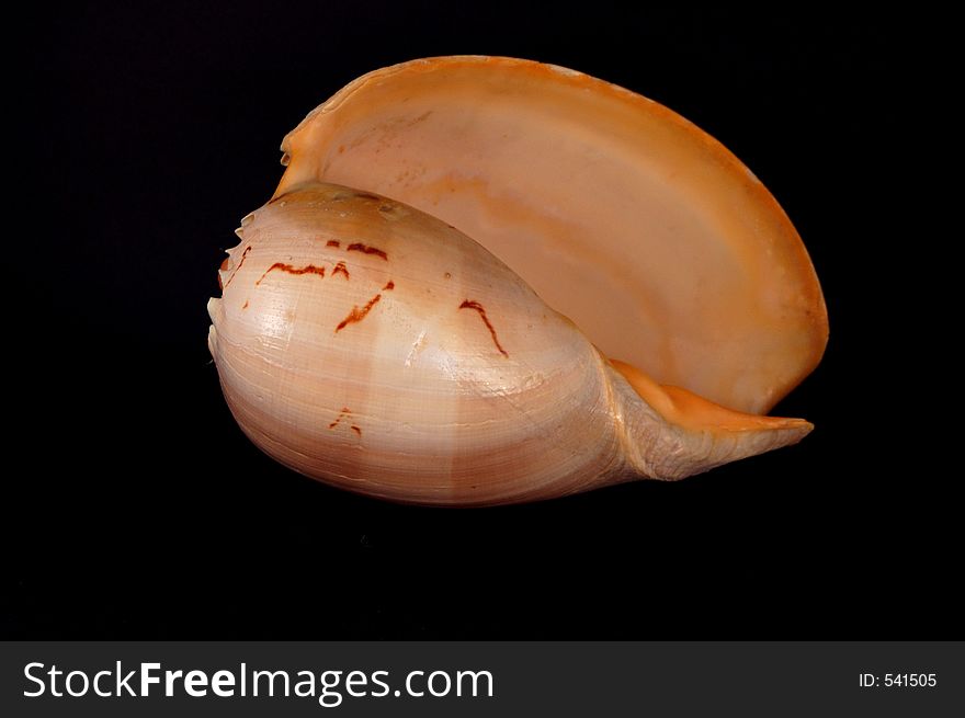 Large tropical seashell. Large tropical seashell