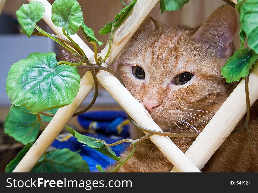 Redhead cat for lattice