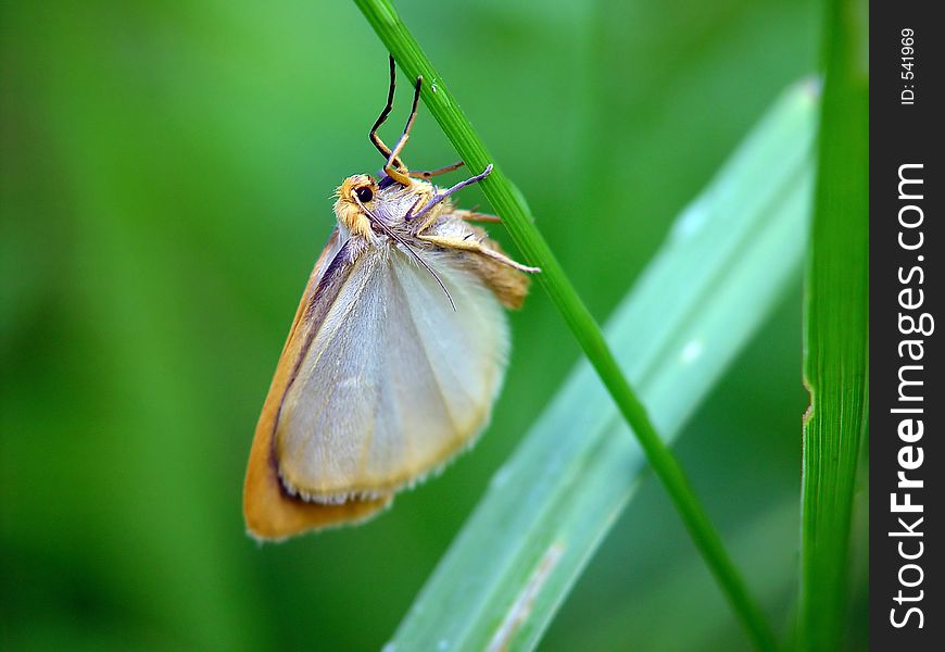 Diacrisia Sannio.