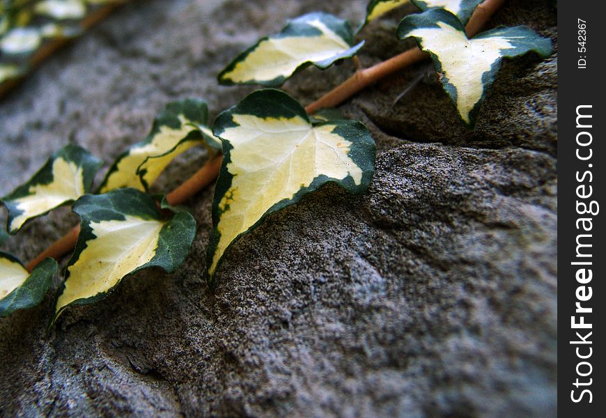 Still life of a leopard ivy