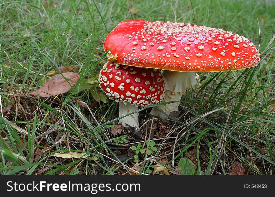 Two fly agaric Mushrooms