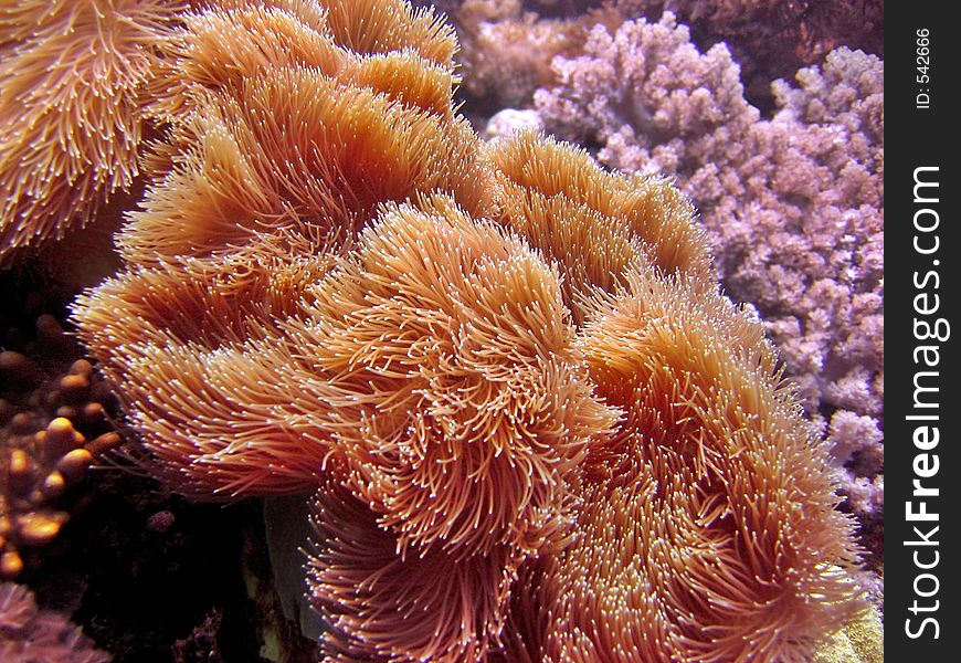 Sea anemone. Sea anemone