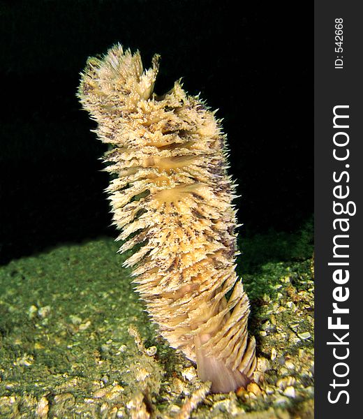 Sea Pen