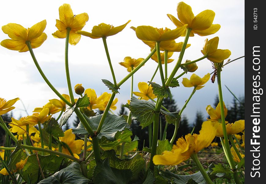 Marsh marigold blooming in spring