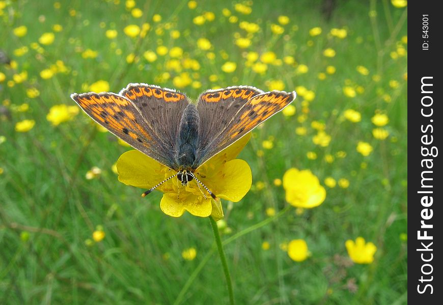 Copper butterfly (Lycaena sp.)