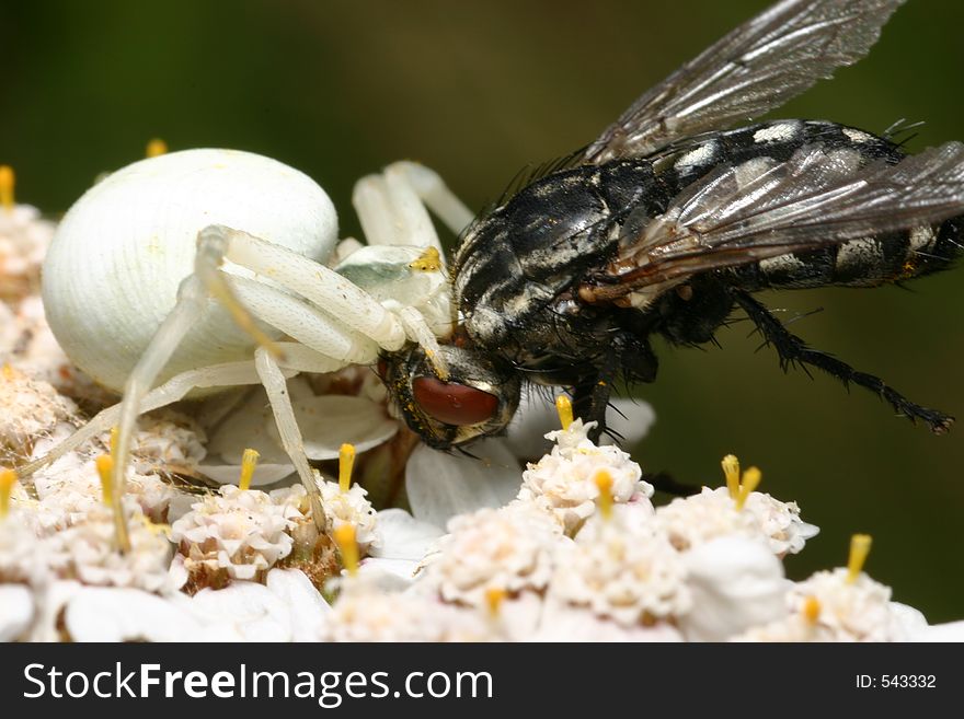 Crab spider eating a fly