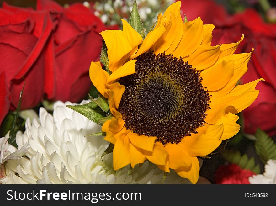 Flowers 011 Sunflower