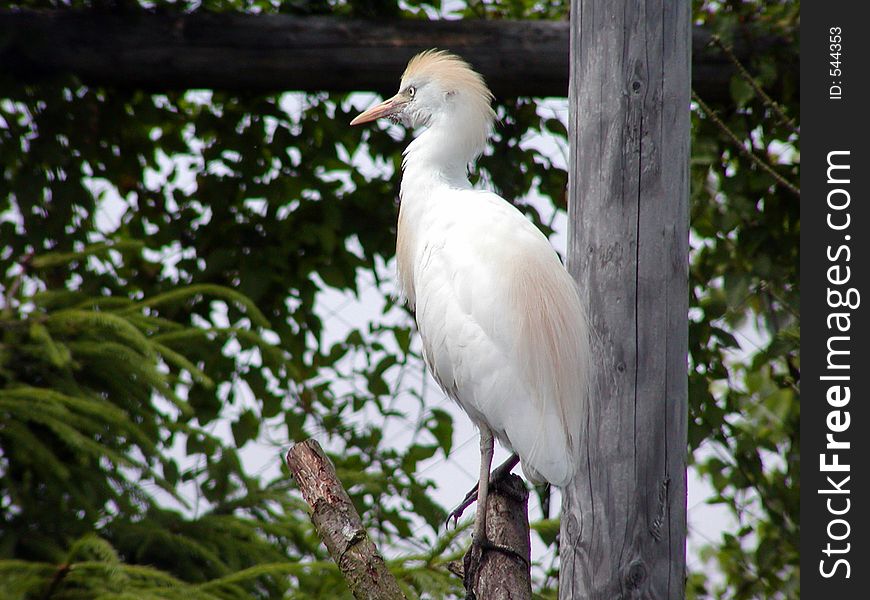 Great Egret