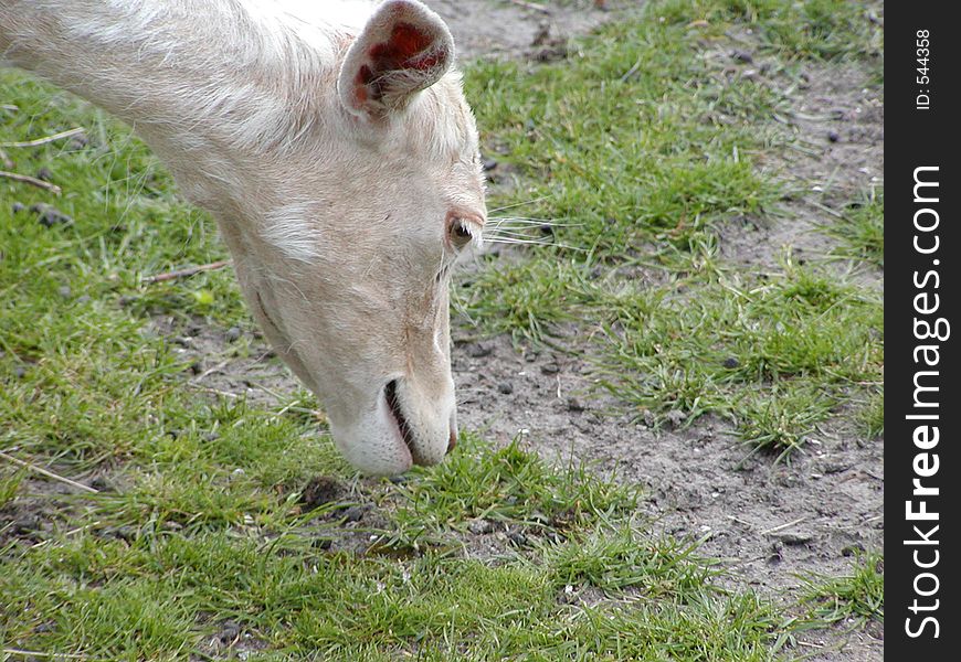 An albino fallow deer browsing the ground