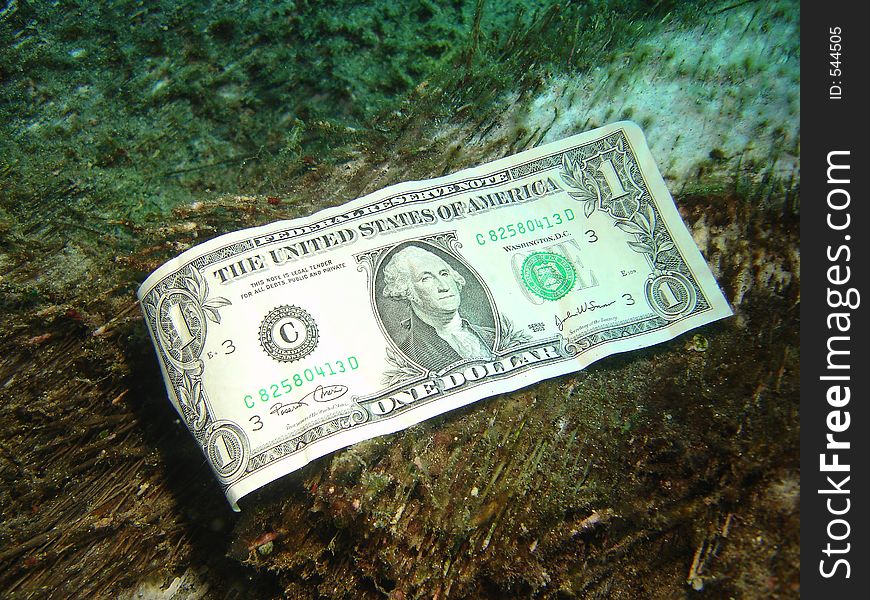 Dollar Bill on Submerged log.