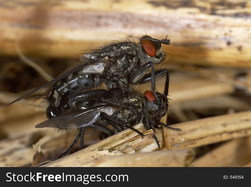 Mating Flies