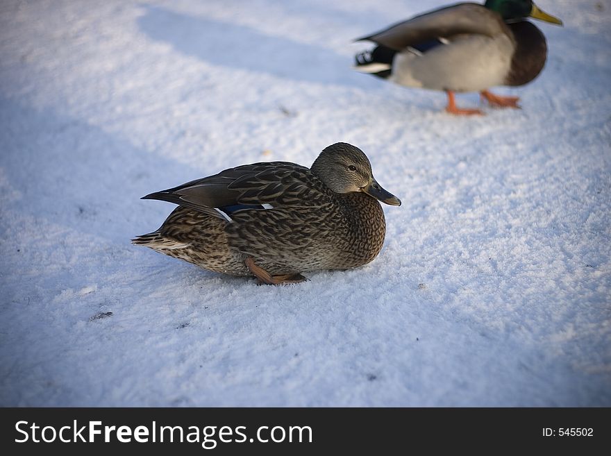 Duck in the winter park