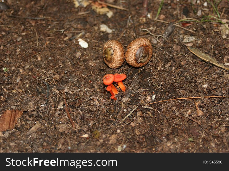 Miniature mushrooms