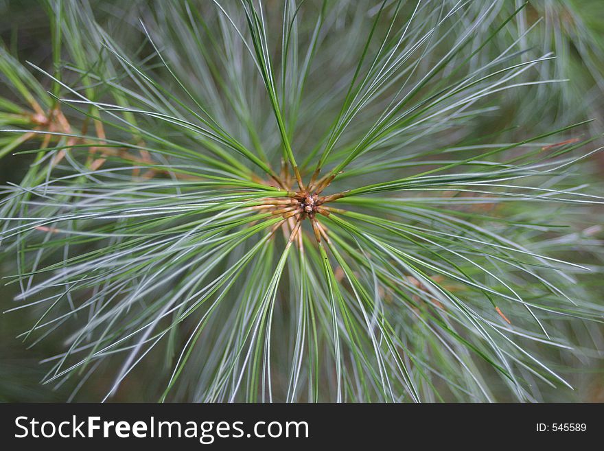 Close up of pine needles. Close up of pine needles