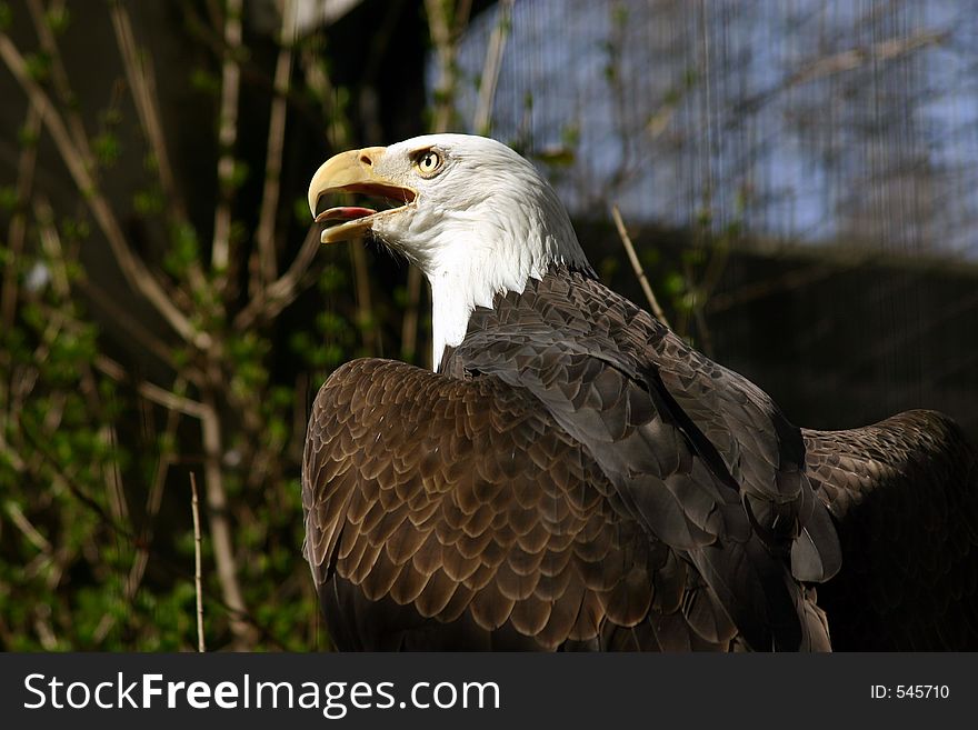 Bald eagle in late-day sun.