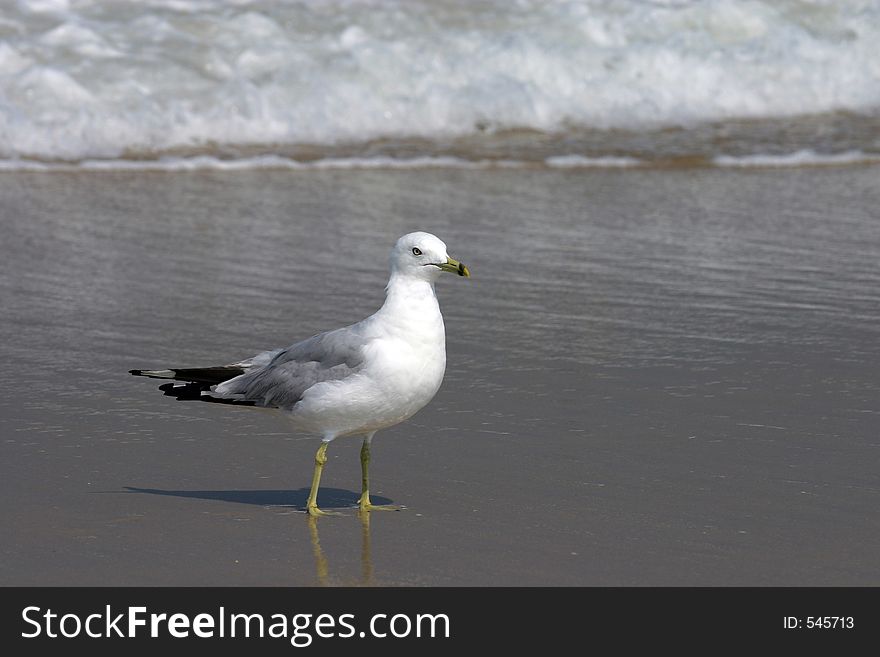 Herring gull in the surf. Herring gull in the surf