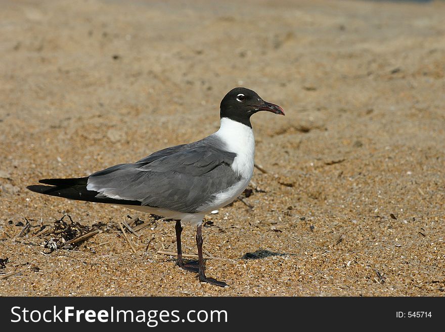 Laughing gull standing on the sand.