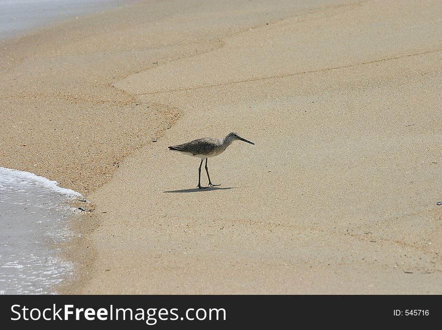 Solitary willet on the shore.