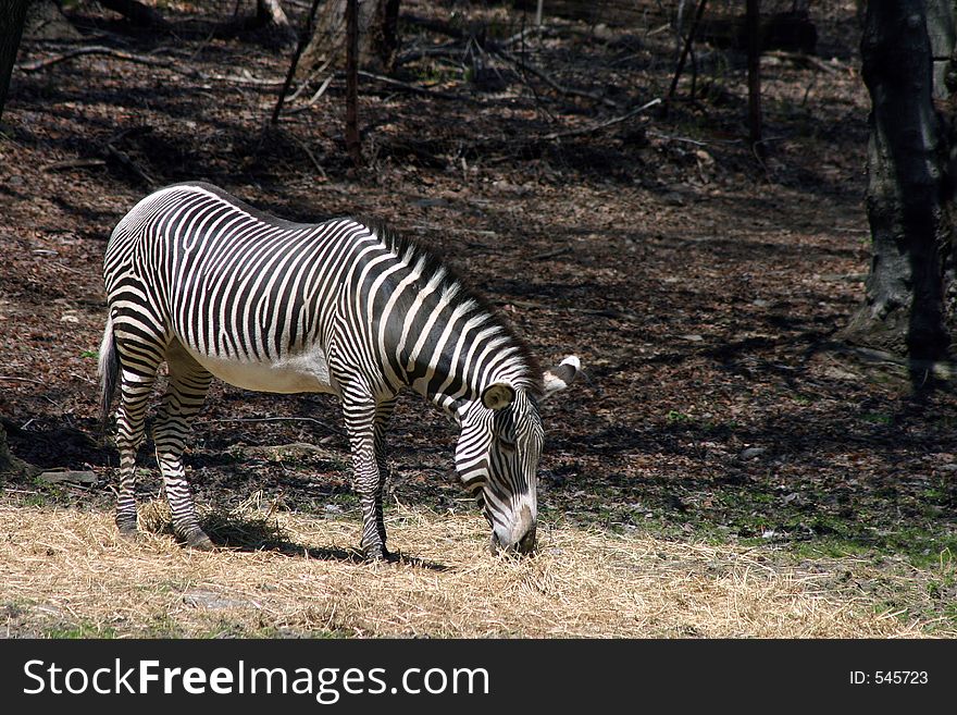 Zebra grazing in the sun. Zebra grazing in the sun.