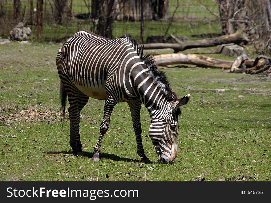 Zebra eating grass.