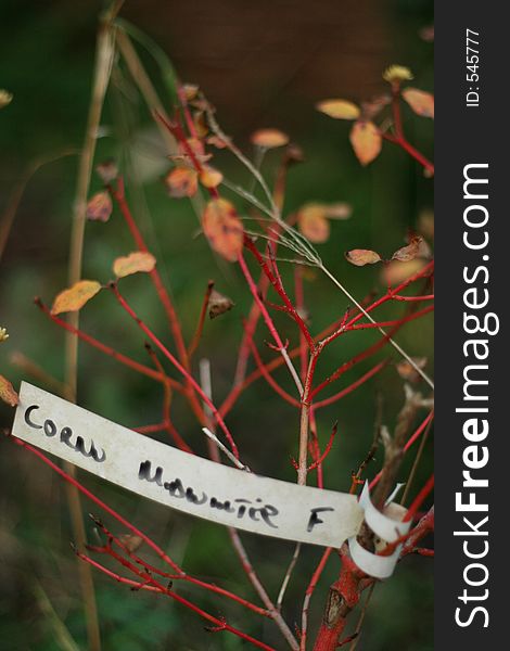 An exotic shrub in a garden with plant name tag. An exotic shrub in a garden with plant name tag.