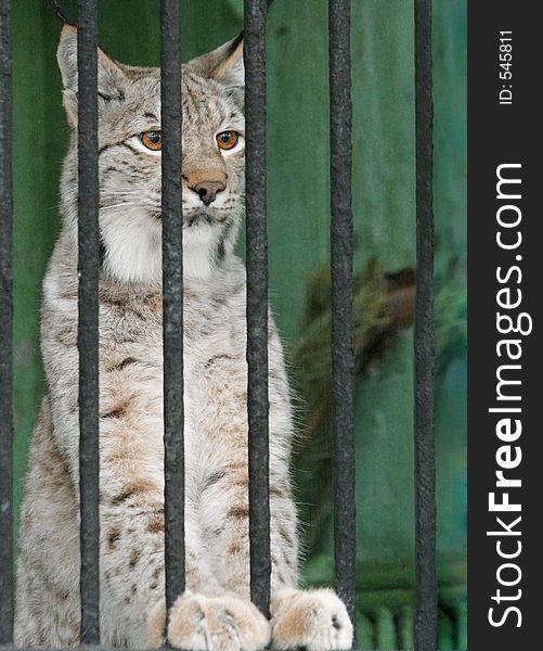 Lynx in a cage. Lynx in a cage