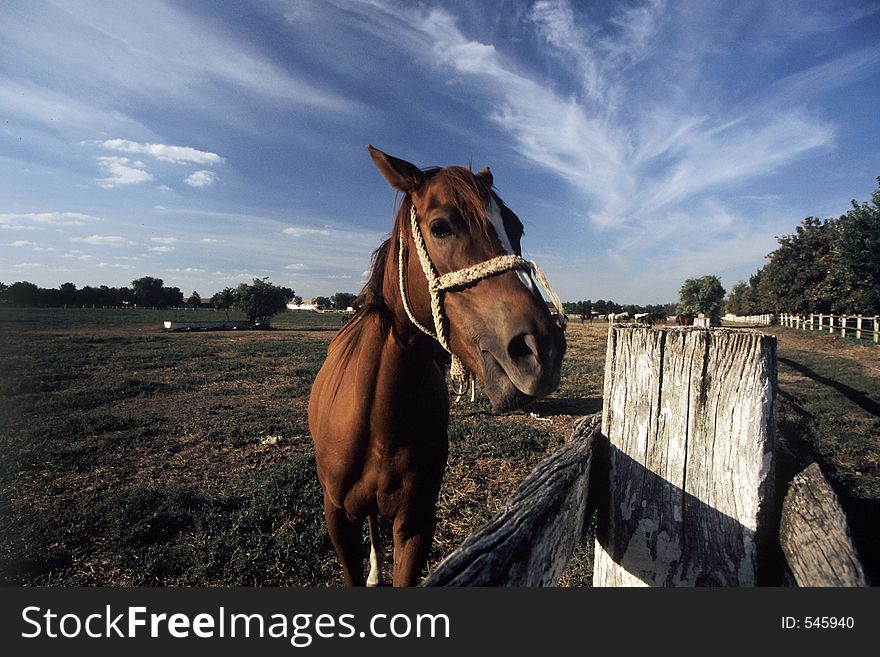 Portrait of horse