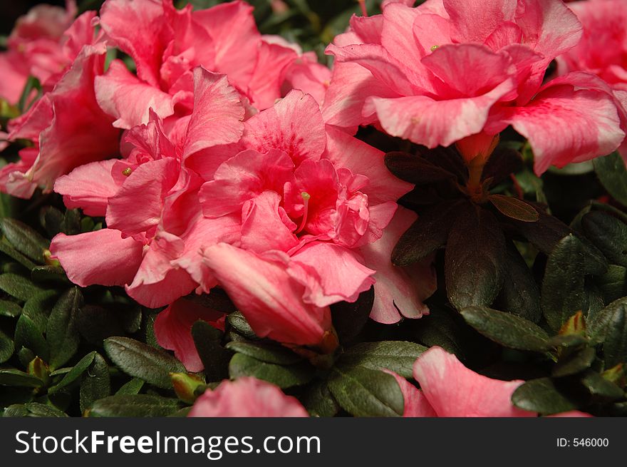 Pink Tree Peony flowers. They signify romance. Pink Tree Peony flowers. They signify romance.