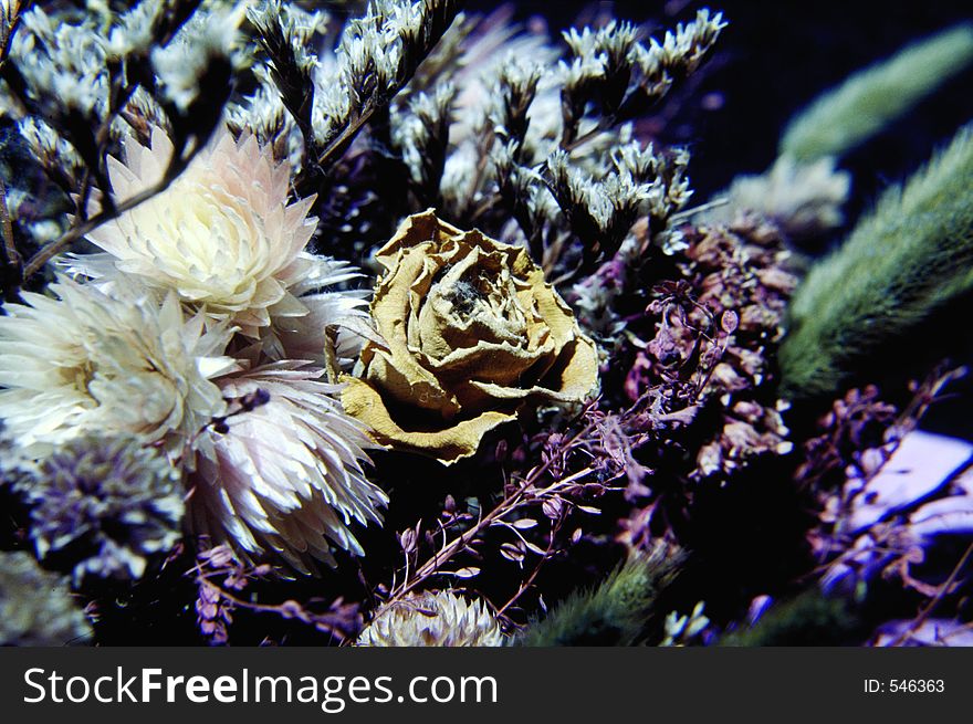 Bouquet of dryed flowers. Bouquet of dryed flowers