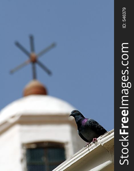 Pigeon on a church's roof