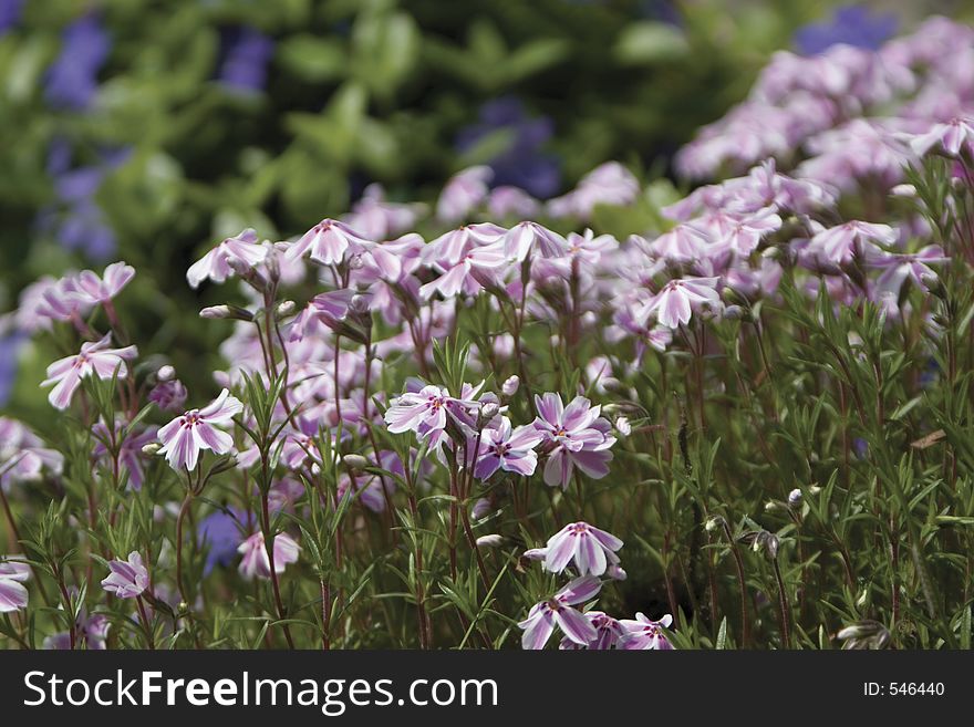 Close-up of a field of purple and white flower