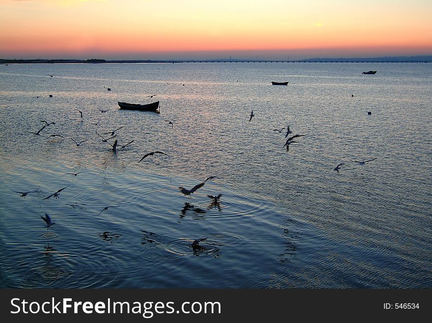 Dinner of the seagulls at sunset