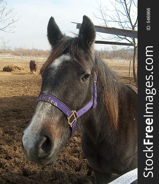 Horse Posing