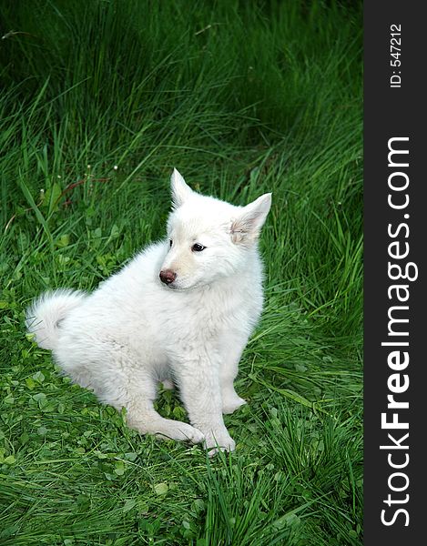 White puppy standing in grass-wolf and malamute cross. White puppy standing in grass-wolf and malamute cross