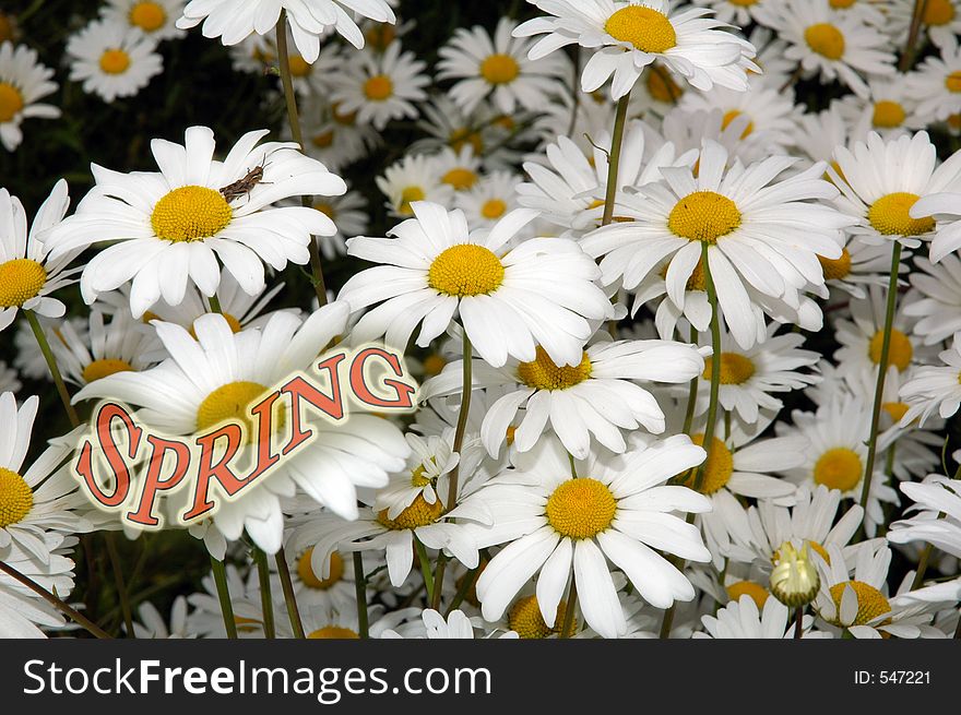 Dandelion flowers and text - spring