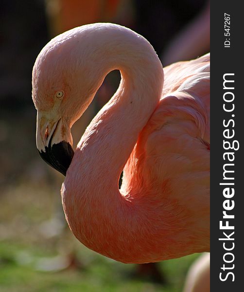 Pink Flamingo at zoo