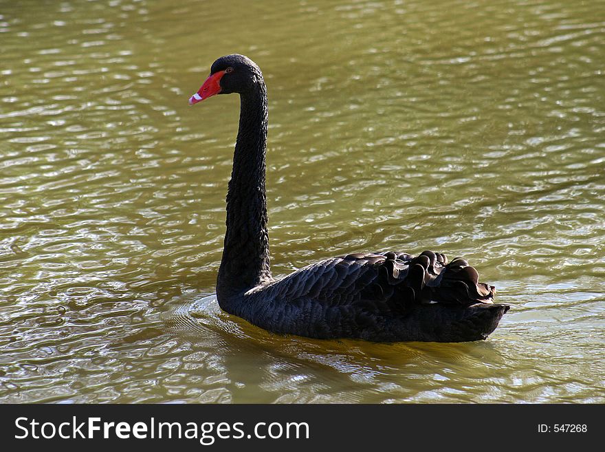 Black swan on lake or pond. Black swan on lake or pond